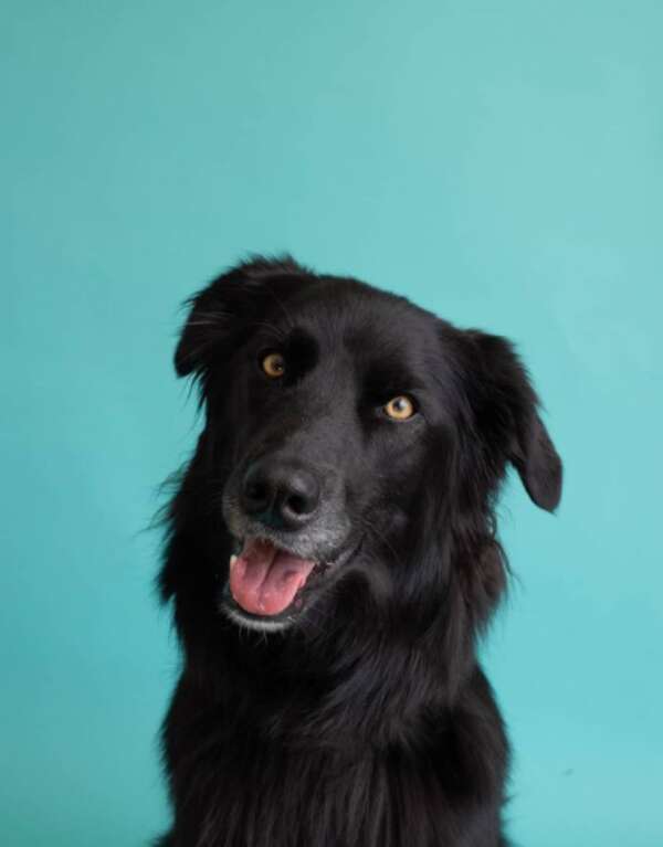 BarkSummer mini photo sessions