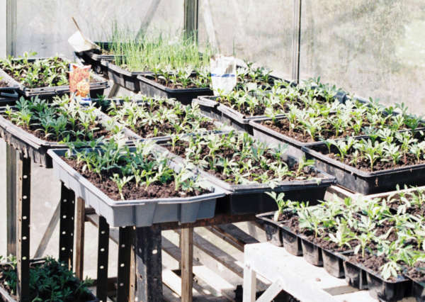 Seed Starting: March 10 start