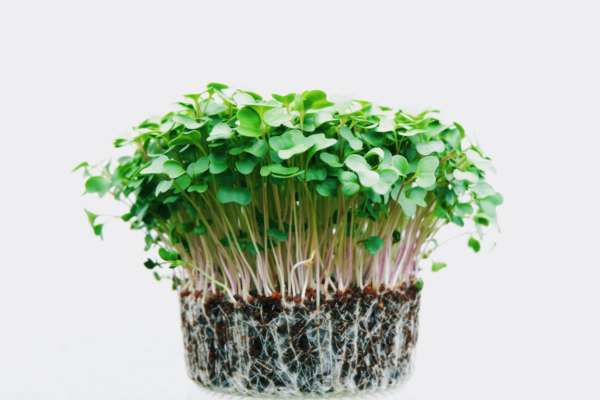 Micro Green Growing 101