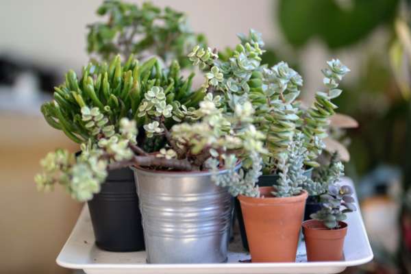 Houseplants 101