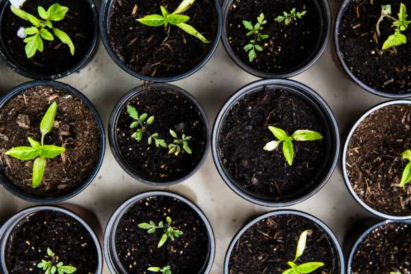 Garden Planning 101